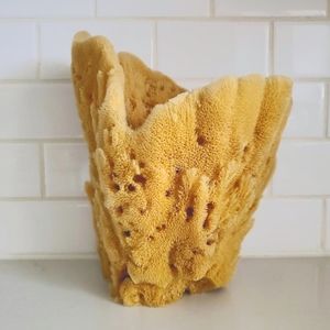 Sea Sponge Vase/Basket